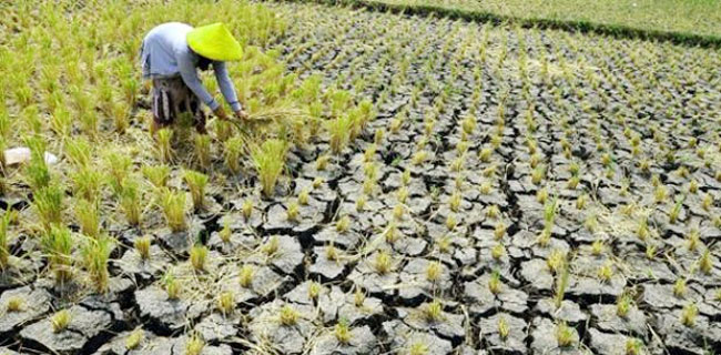 Gagal Panen, Petani Dapat Ganti Rugi Rp 37 Miliarâ€¦