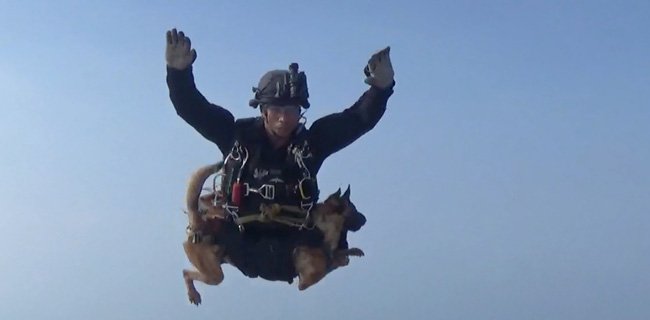 Prajurit Kopassus Terjun Bebas Bawa Anjing Meriahkan HUT Ke-72 TNI