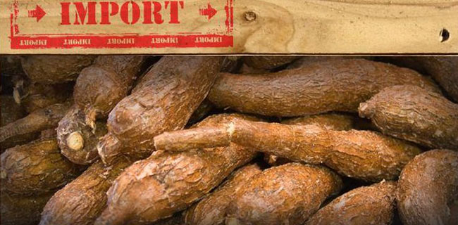 Singkong Impor Bikin Petani Lokal Tekor...