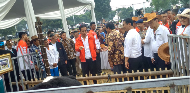 Jokowi Ingin Ada Perusahaan Khusus Peternakan