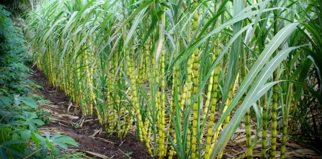 PTPN Salahkan Faktor Musim Ganggu Perkebunan Tebu