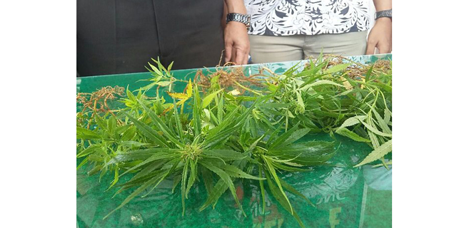 Polres Rejang Lebong Amankan Ladang Ganja Di Lubuk Alai