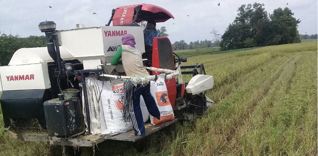 Bibit Padi Inpari 33 Dan 32 Jadi Favorit Petani NTB