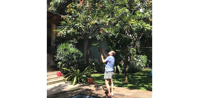 Panen Rambutan Pakai Celana Pendek, Ada yang Bilang Pencitraan, Rizal