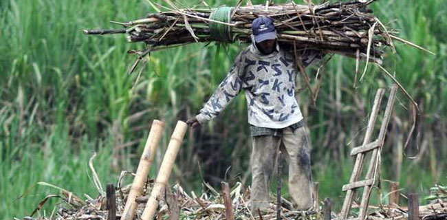 Kebijakan Lelang Gula Rafinasi Memberatkan UMKM