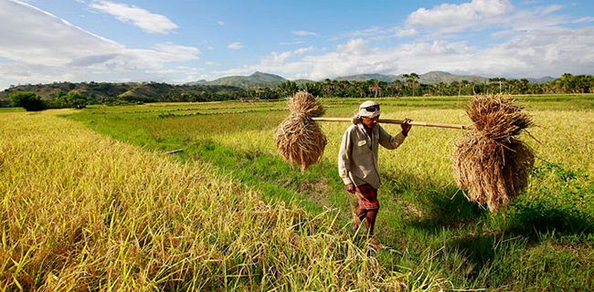 Harga Beras Tetap Mahal, Pemerintah Harus Kaji Opsi Impor