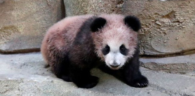 Anak Panda Dipamerkan Pertama Kali Di Kebun Binatang Perancis
