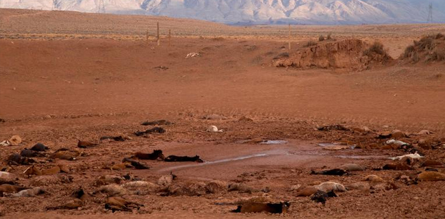 Kekeringan Ekstrim, Ratusan Kuda Liar Mati Di Arizona