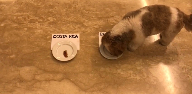 Prediksi Lolly Tentang Kosta Rika Vs Brasil