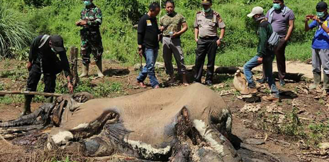 Gajah Betina Ditemukan Membusuk Di Perkebunan Sawit Mukomuko