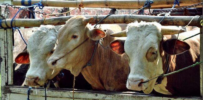 Tahun Ini Kebutuhan Hewan Kurban Naik 5 Persen