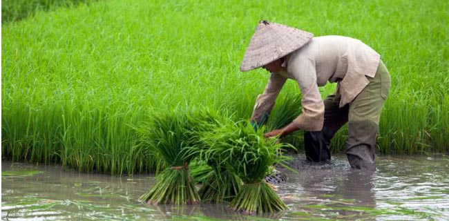 Jokowi Terus Didorong Perluas Reforma Agraria