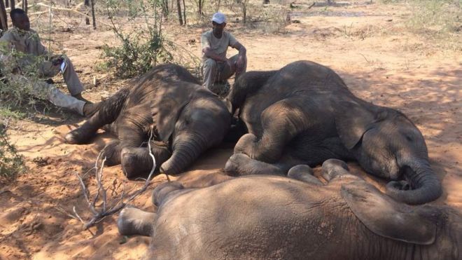 Hampir 90 Gajah Mati Dekat Penangkaran Botswana