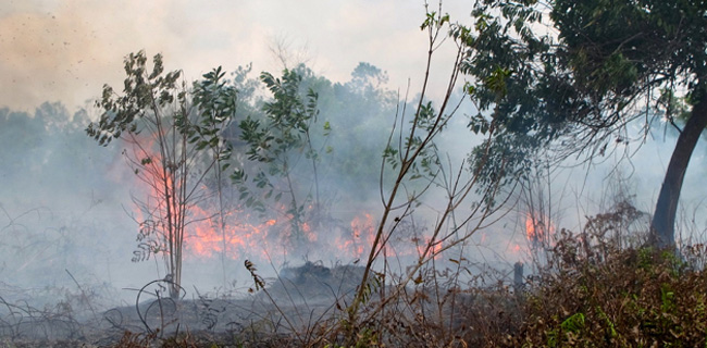 Gama Plantation Tepis Ada Lahannya Di Kubu Raya Terbakar Dan Disegel