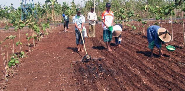 Kementan Sukses Kembangkan Lahan Kering Di Banten