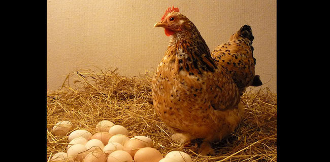 Kenaikan Harga Batas Telur Dan Ayam Menguntungkan Peternak