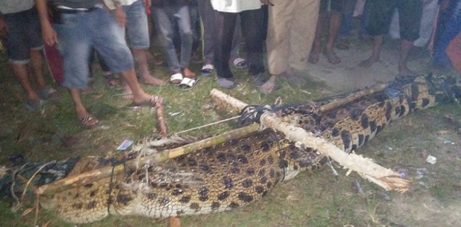 Paling Bagus 25+ Gambar Kartun Buaya Di Sungai - Gani Gambar