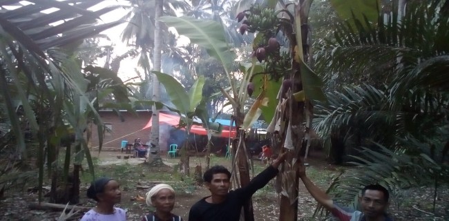 Aneh, Pohon Pisang Ini Punya 6 Tandan Buah