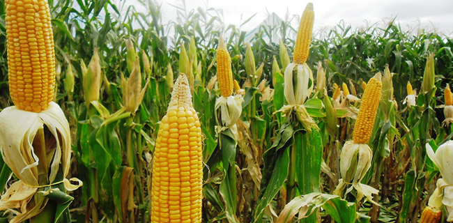 Kementan Panen Jagung Serentak Di Jawa Timur