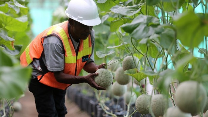 Panen Buah-buahan Di Lahan Bekas Endapan Tailing