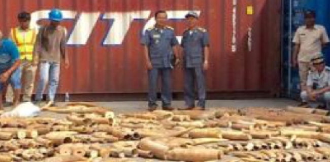 Kamboja Sita 3,2 Ton Gading Gajah Afrika Di Pelabuhan