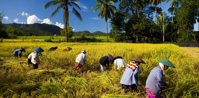Ahli Pertanian Indonesia di Myanmar
