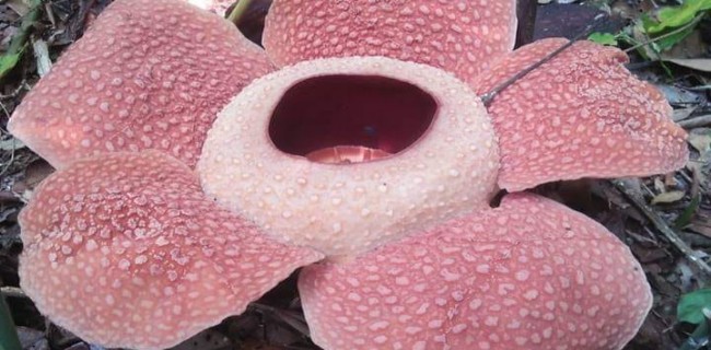 Dua Jenis Rafflesia Tengah Mekar Di Padang Guci