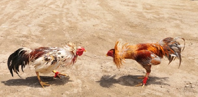 Sabung Ayam, Spanyol Tangkap 182 Orang