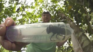 Bertahun-tahun "Menghilang", Lebah Raksasa Ditemukan Hidup Di Indonesia