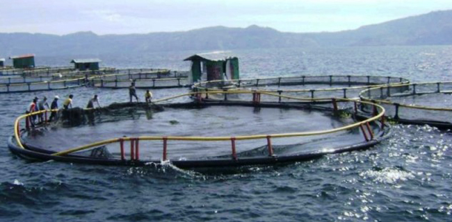PT Aquafarm Nusantara Dan Perusahaan Perusak Danau Toba Lain Harus Angkat Kaki