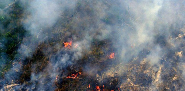 Walhi: Eksekusi Perusahaan Pembakar Hutan Lamban Dan Tak Transparan