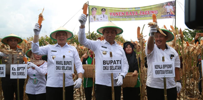 28 Ribu Hektar Jagung di Kabupaten Ogan Komering Siap Masuki Masa Panen