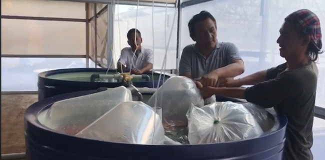 Andi Arief: Kecebong Nyungsep Di Bawah 50 Persen Diganti Ikan Nila