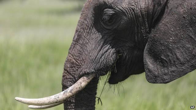 Pemburu Badak Tewas Diserang Gajah Dan Dimakan Singa
