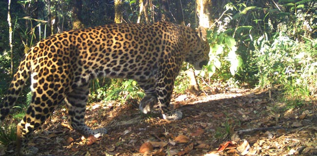 10 Ekor Macan Tutul Jawa Terdeteksi Di Guntur Papandayan