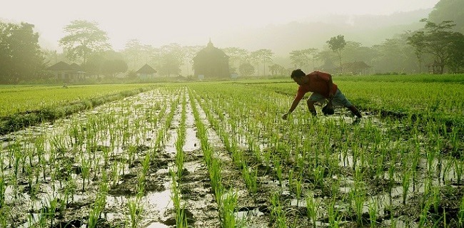 Harapan Petani Kepada Jokowi-Amin: Pertahankan Prestasi Pertanian<i>!</i>