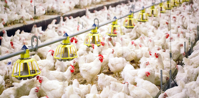 Harus Ada Data Akurat Untuk Atasi Masalah Harga Ayam Murah