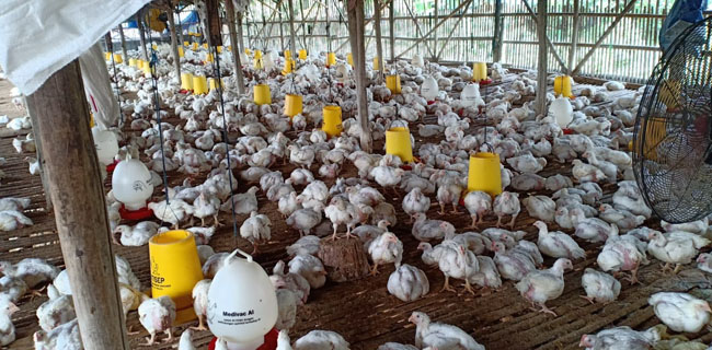Sempat Anjlok, TTIC Kementan Gerak Cepat Beli Ayam Langsung Ke Peternak Mandiri