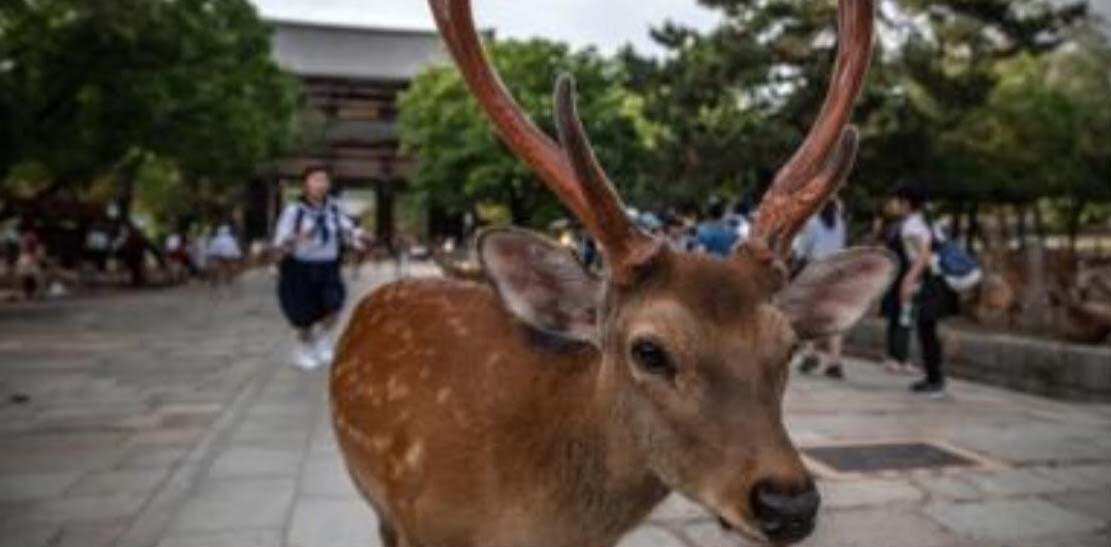 Sembilan Rusa Di Taman Nara Jepang Mati Karena Makan Plastik
