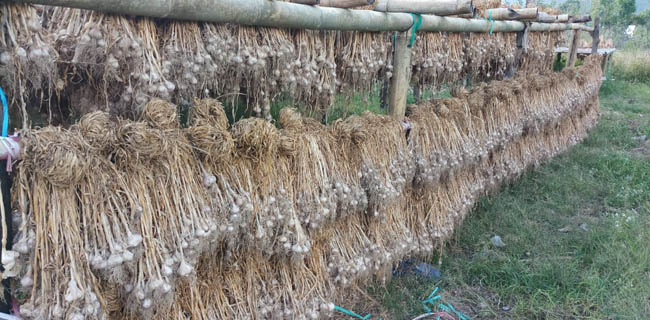 Korporasi Usaha Tani BKP Kementan Dorong Produk <i>Black Garlic</i> Dari Sembalun Masuk Pasar Nasional