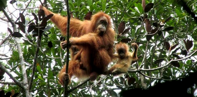 Terancam Punah, Populasi Orangutan Di Sabah Menurun 30 Persen