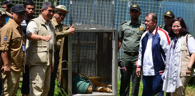 Rehabilitasi Selesai, Dua Harimau Sumatera Siap Dilepasliarkan