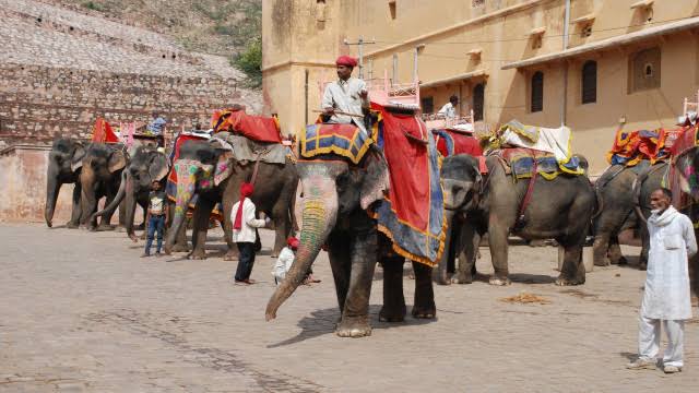 Aktivis Hewan Turun Ke Jalan, Desak Stop Penggunaan Gajah Untuk Angkut Wisatawan Di Jaipur