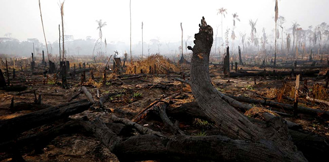 Hutan Amazon Makin Rusak, Investor Norwegia Ajak Dunia Turun Tangan