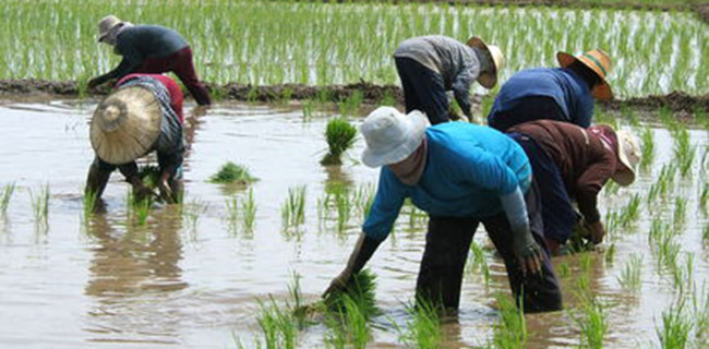 Sektor Pertanian Maju Pesat, Vietnam Bakal Butuh Jutaan SDM Terlatih