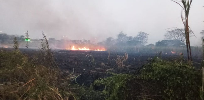 4 Hektare Lahan Ilalang Terbakar Di Dekat Tol Kanci Cirebon