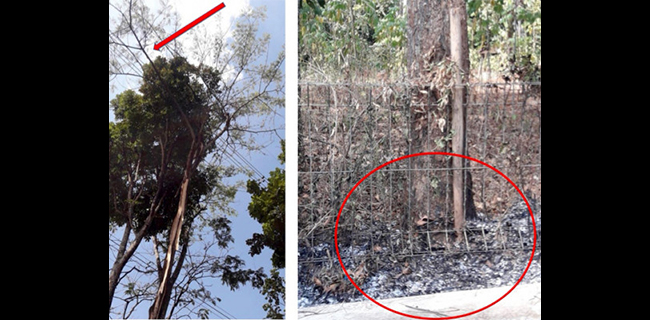 Diluruskan Polri, Pohon Sengon Bukan Faktor Tunggal <i>Black Out</i>