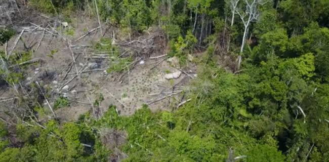 Deforestasi Amazon Meningkat, Jerman Pangkas 35 Juta Euro Untuk Brasil