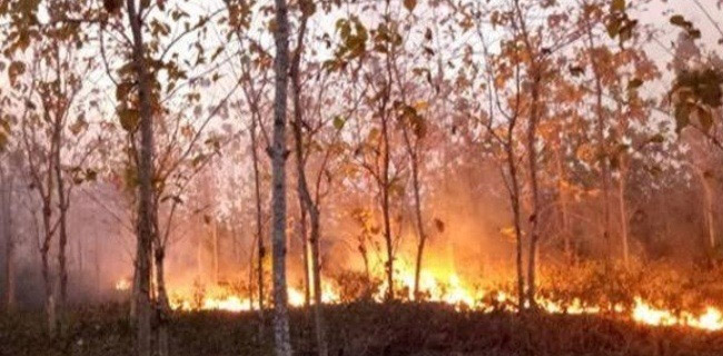 Hutan, Gambut Hingga Kebun Tebu Ikut Terbakar Di Lampung
