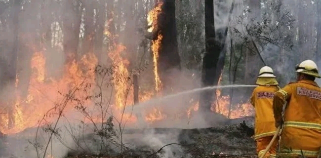 Tahun 2015, Indonesia Alami Kerugian Rp 221 Triliun Akibat Kebakaran Hutan